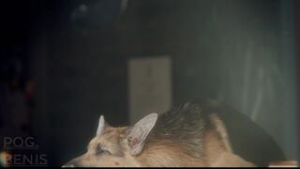 Dog days - Resident Evil animation on Crohasit