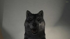 Human male x female Wolf - ﻿3D animation on Crohasit