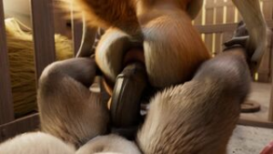 Donkey and Dog (H0rs3) - ﻿3D animation on Crohasit