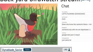Back yard birdwatch stream [Dynablade_Savior] - 2D animation on Crohasit