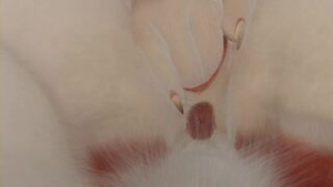 Room for three (unbirth, vore) - ﻿3D animation on Crohasit